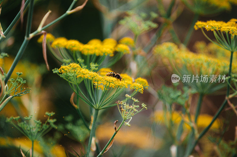 Achillea '加冕金'花盛开